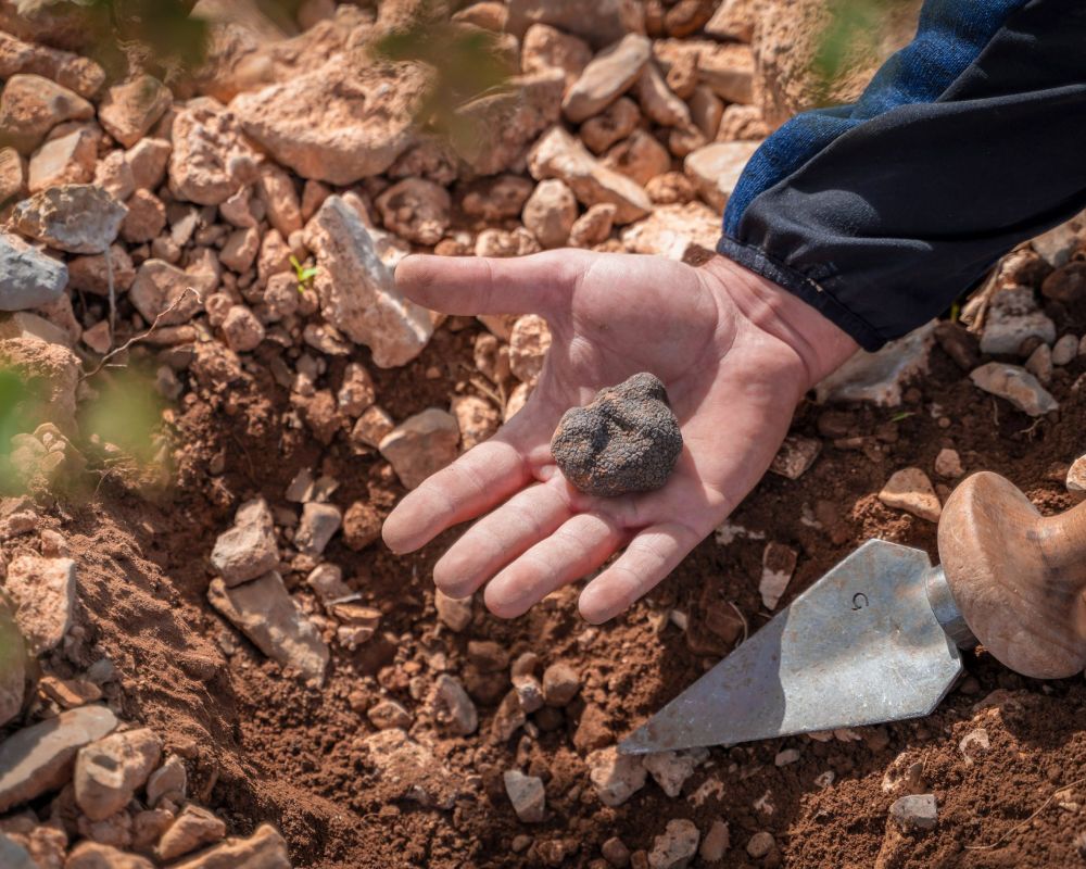 De trufa en trufa - campo trufiturismo