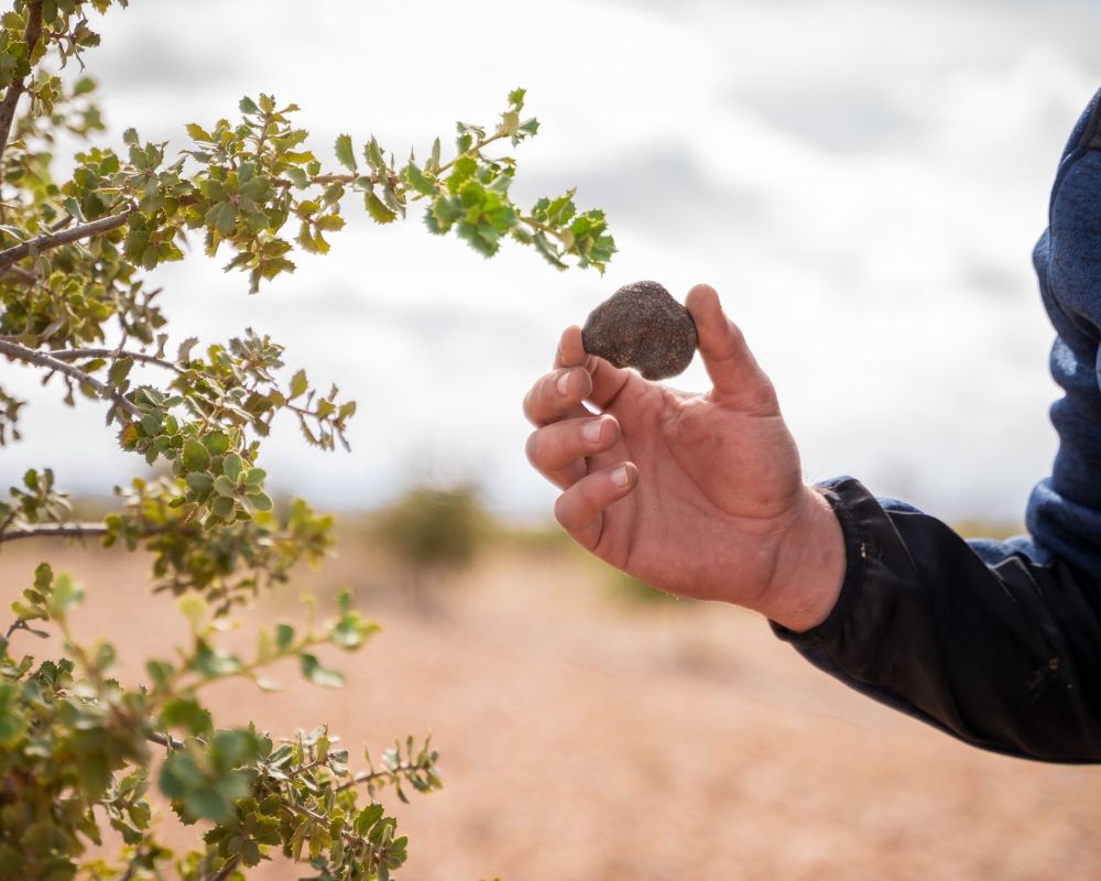De trufa en trufa - campo trufiturismo