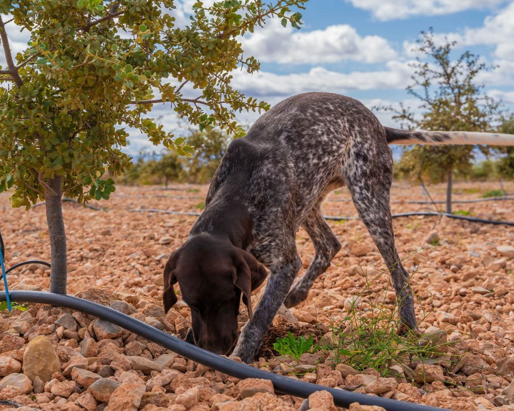De trufa en trufa - campo trufiturismo