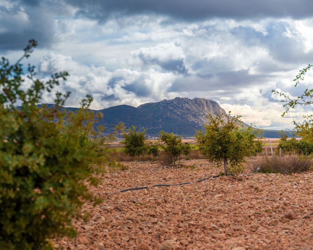 De trufa en trufa - campo trufiturismo