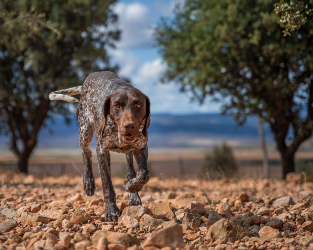 De trufa en trufa - campo trufiturismo