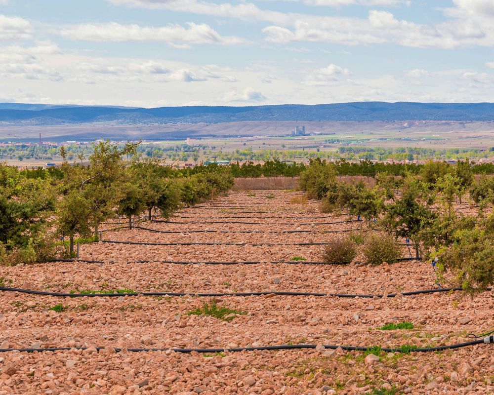 De trufa en trufa - campo trufiturismo