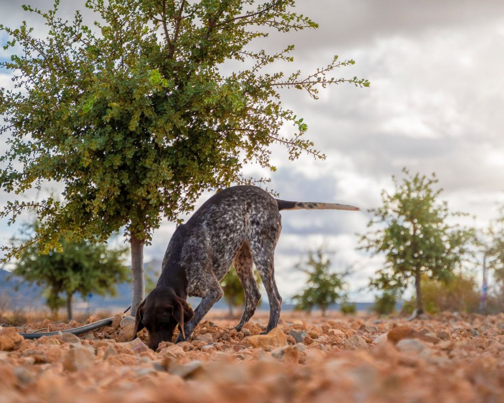 De trufa en trufa - campo trufiturismo